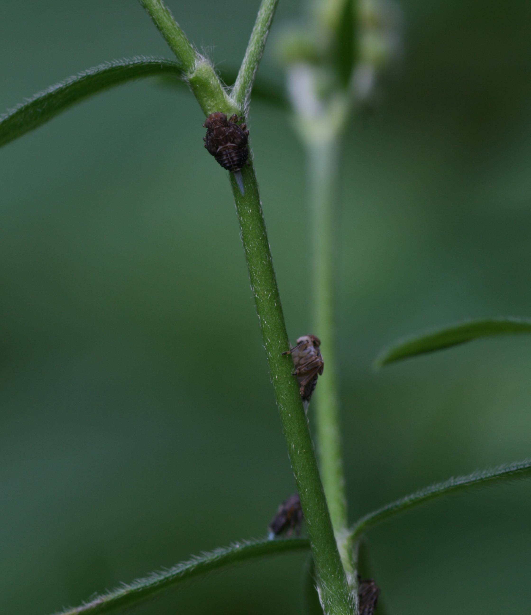 Omottero giovanissimo (Issidae)